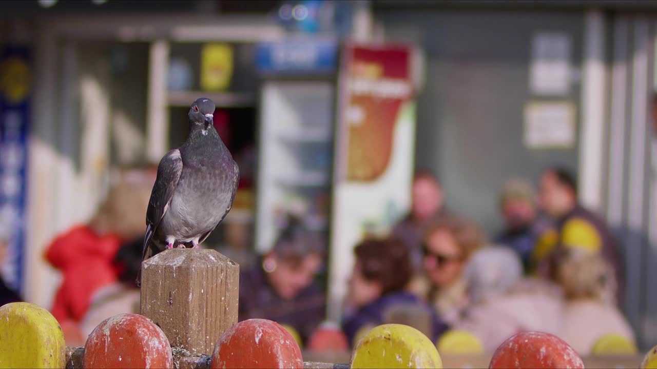 动物鸟鸽子在公园里视频下载