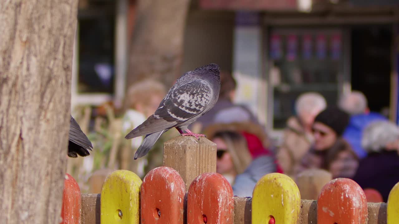 动物鸟鸽子在公园里视频下载