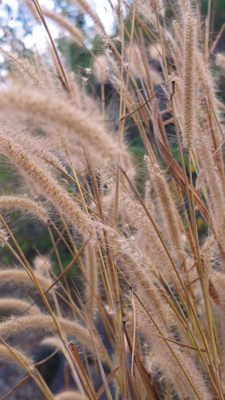 高草和茎的特写视频素材