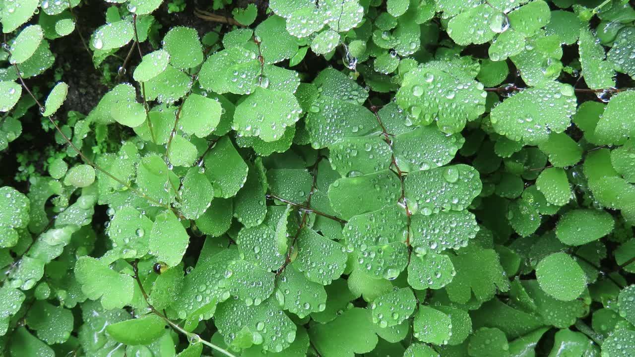 热带雨林中的蕨类植物视频素材