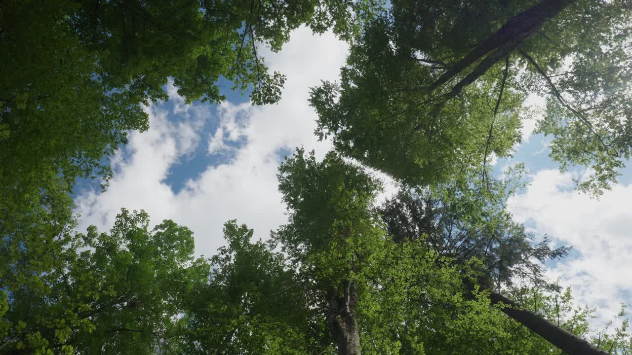 高大的绿色森林树冠或树冠低角度向上拍摄。旋转的镜头，晴朗的夏日，白云飘过，真实的时间，没有人视频素材