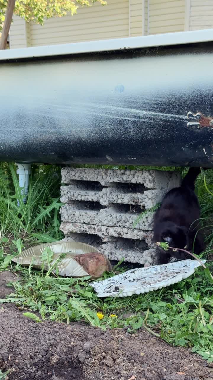 一只黑色折耳小猫生活在一个废弃的地方，走路很小心。没有主人的流浪动物的问题视频下载