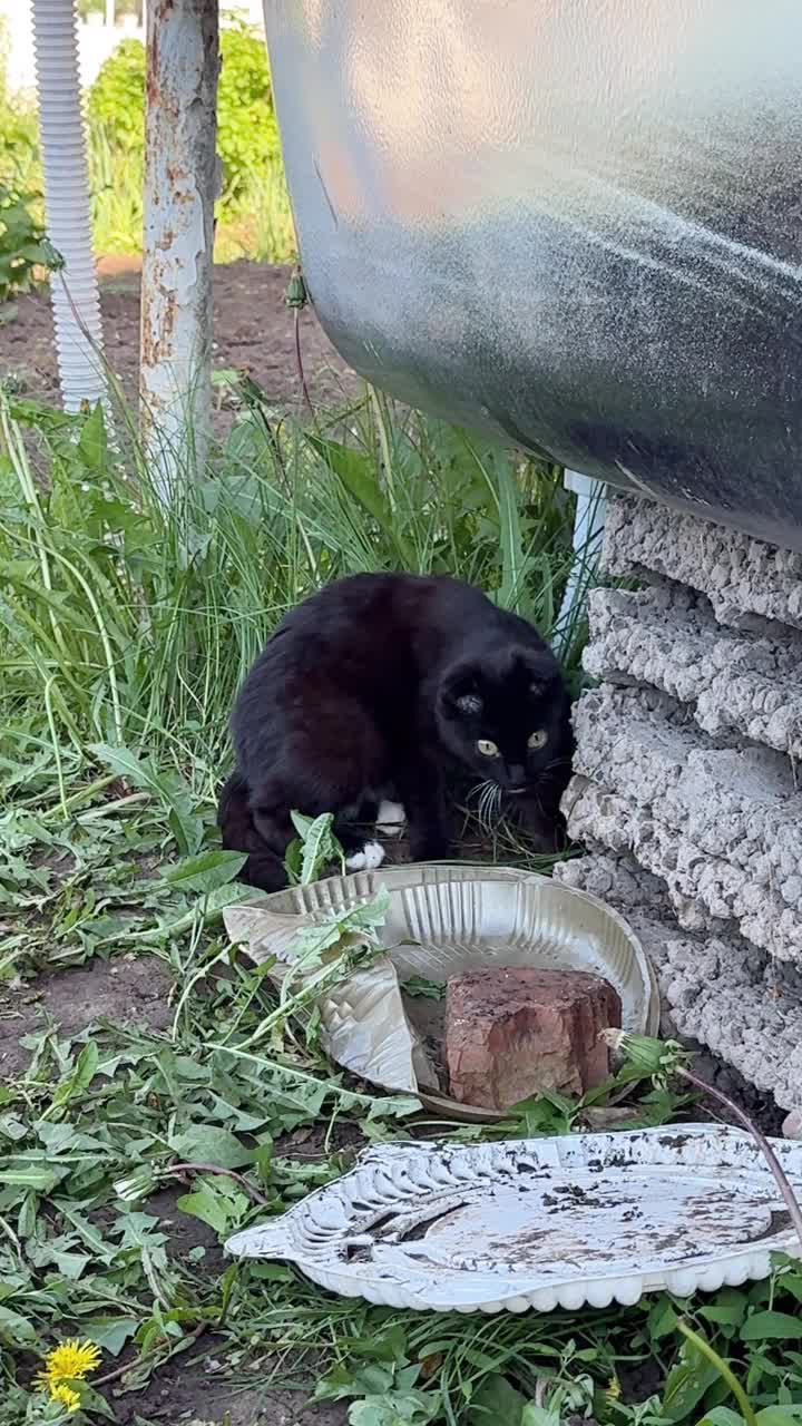 一只黑色折耳小猫生活在一个废弃的地方，它会舔自己。没有主人的流浪动物的问题视频下载