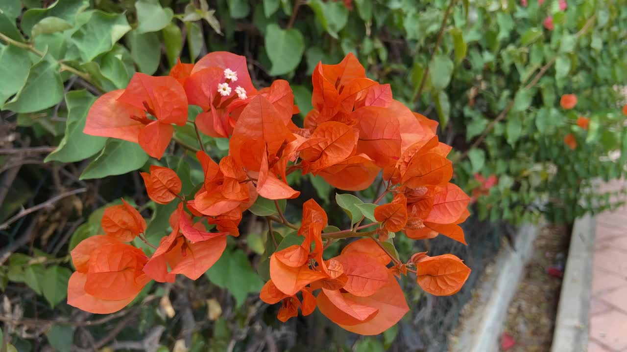 盛开的橘红色九重葛花背景。观赏热带植物概念，特内里费岛，加那利群岛，西班牙视频素材