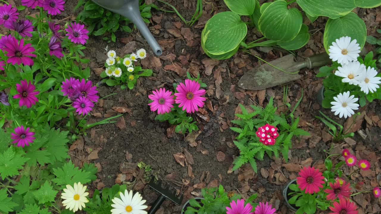 在户外花坛种植及浇水骨精春花。春园艺视频素材