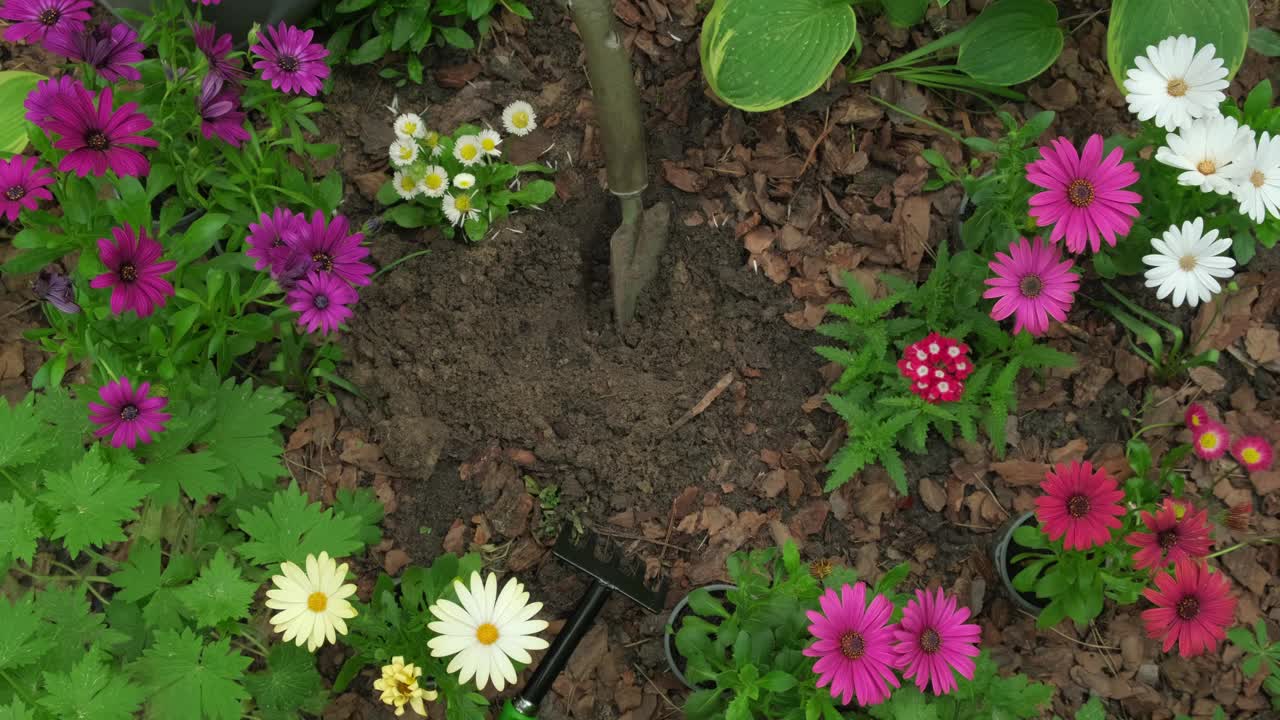 在户外花坛种植及浇水骨精春花。春园艺视频下载