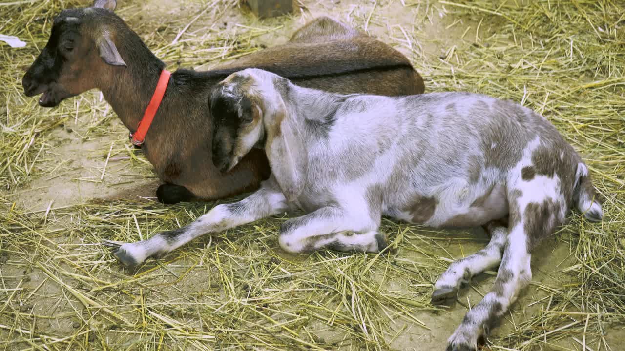 小山羊视频下载