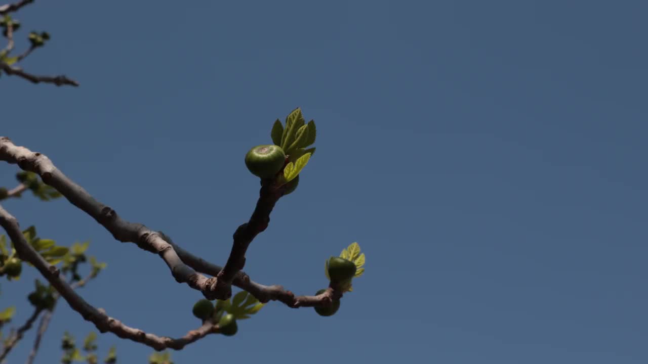 未熟的无花果和无花果树上的芽视频下载