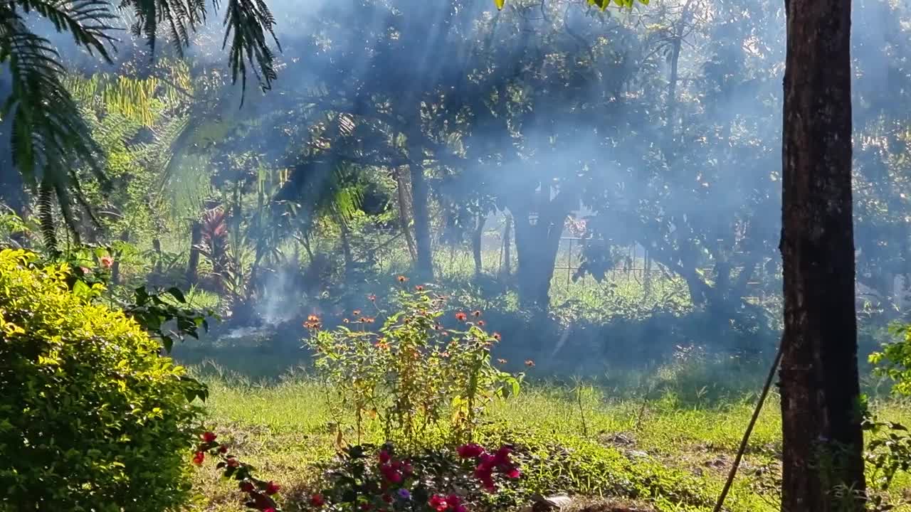 巴拿马，波奎特，热带森林大火视频下载