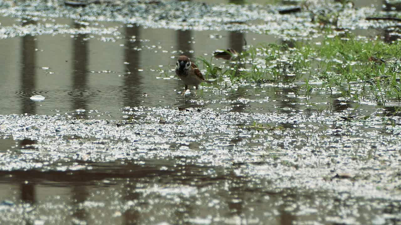 在雨中沐浴的麻雀视频下载