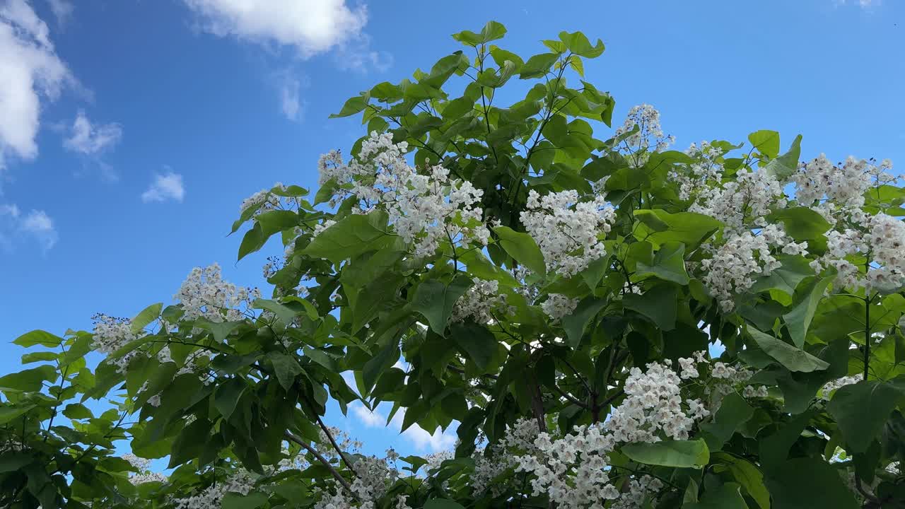 开花梓树视频下载