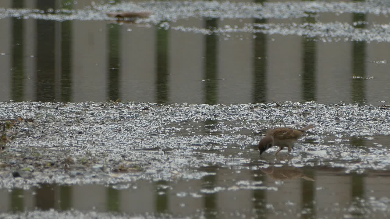 在雨中沐浴的麻雀视频下载