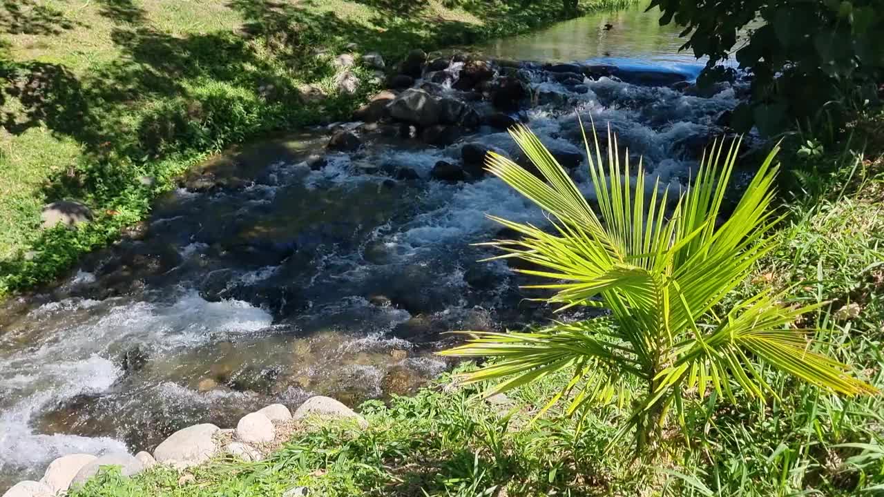 巴拿马，波奎特，小热带植物在岸边的小溪视频下载