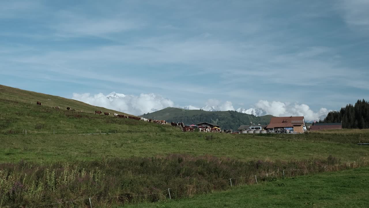 在法国阿尔卑斯山的一个农场里，一群带着牛铃的牛，背景是勃朗峰和其他山脉。视频素材