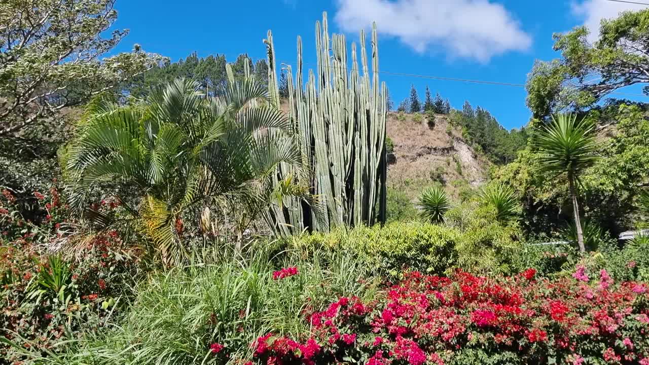 巴拿马，波奎特，热带植被中的大型仙人掌视频素材