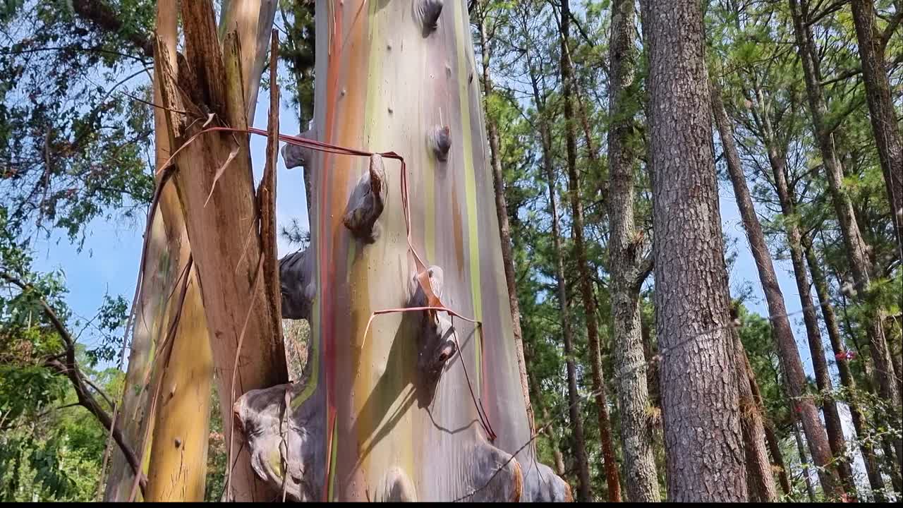 巴拿马，波奎特镇，彩虹桉树。视频下载