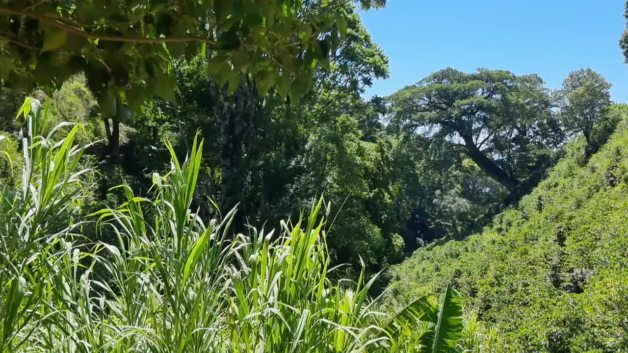 巴拿马，巴鲁火山斜坡上的热带植被视频素材