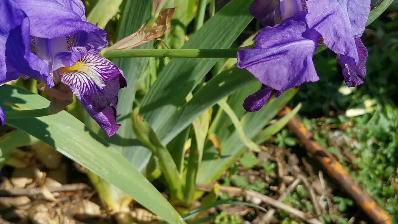 花园里有一朵紫色的花，花心是黄色的视频素材