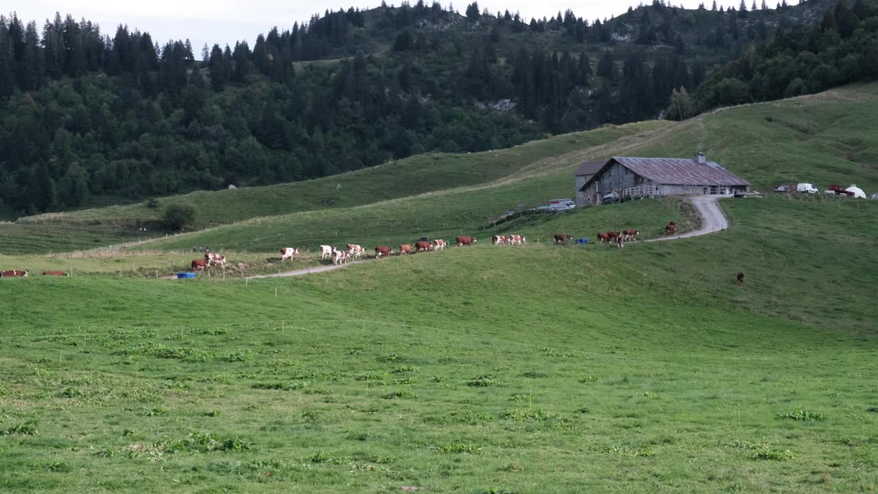 在法国阿尔卑斯山的一个农场里，一群带着牛铃的牛，背景是勃朗峰和其他山脉。视频素材