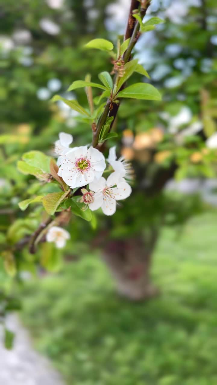 一棵开着白花的树的特写视频素材