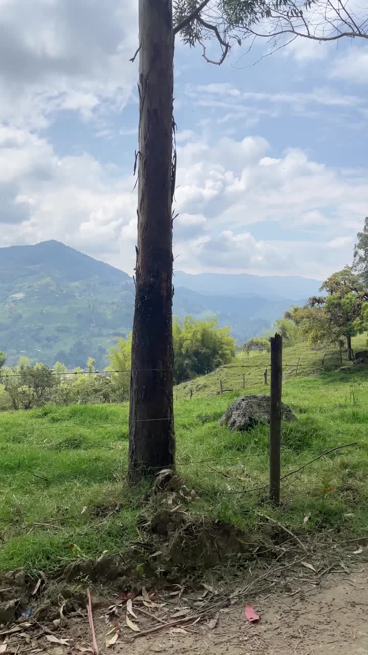 田野里矗立着一棵大树，背景是一道篱笆视频素材