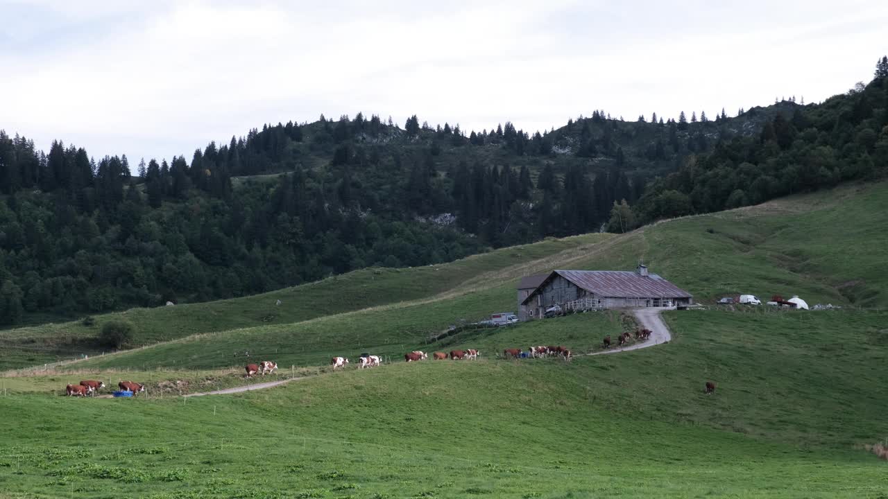 在法国阿尔卑斯山的一个农场里，一群带着牛铃的牛，背景是勃朗峰和其他山脉。视频素材