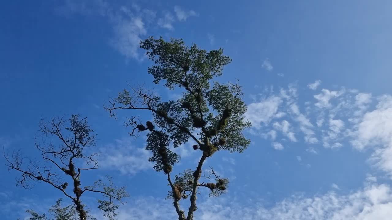 巴拿马，波奎特，热带乔木从头到树干视频下载