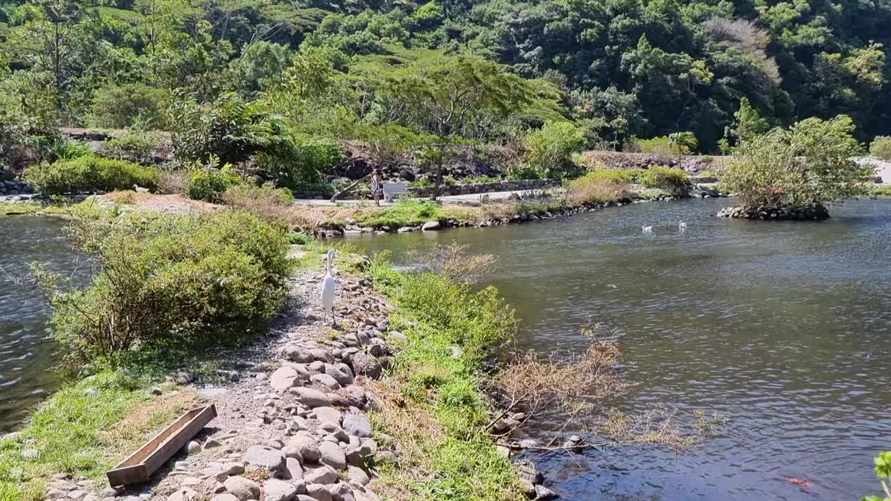 巴拿马，波奎特，湖边的白朱鹭视频下载