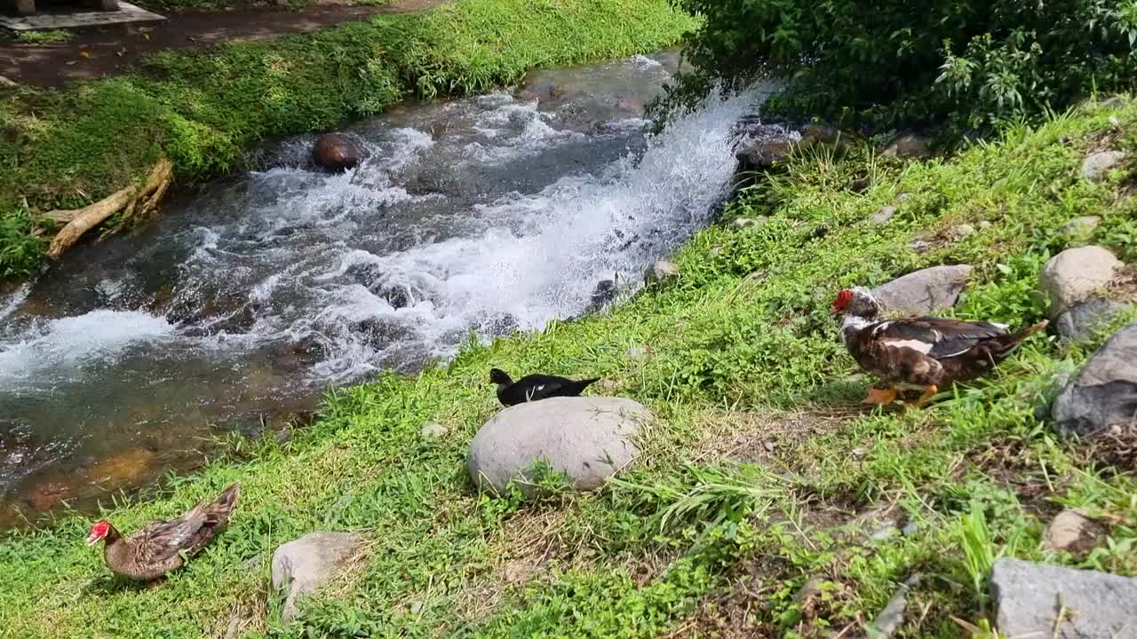 巴拿马，波奎特，小溪岸边的大雁视频素材