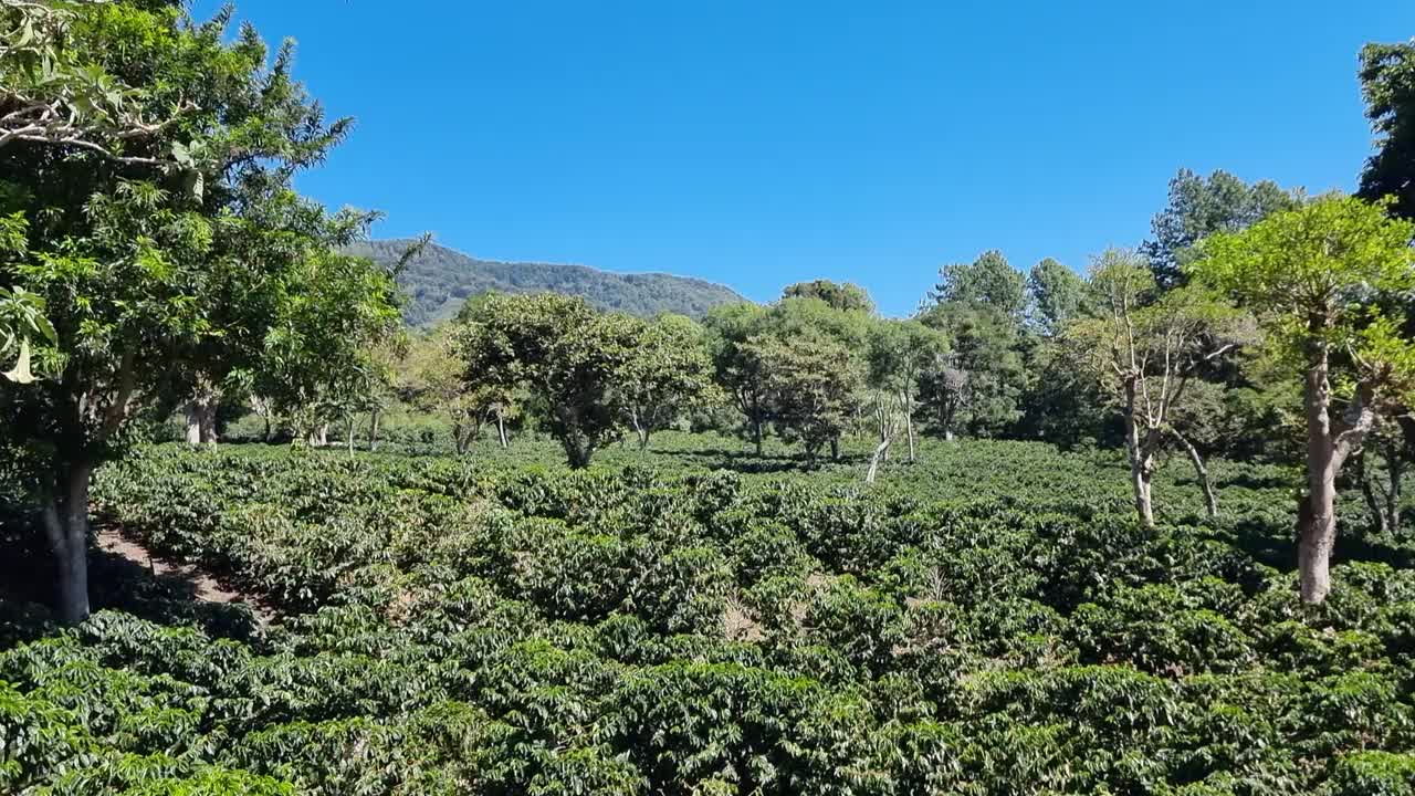 巴拿马，波奎特，咖啡种植园，全景视频下载