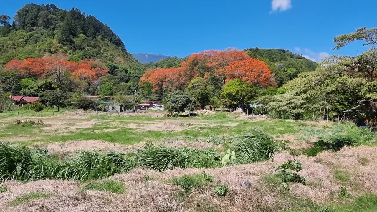 巴拿马，波奎特，瓜亚坎树与橙色的花视频素材