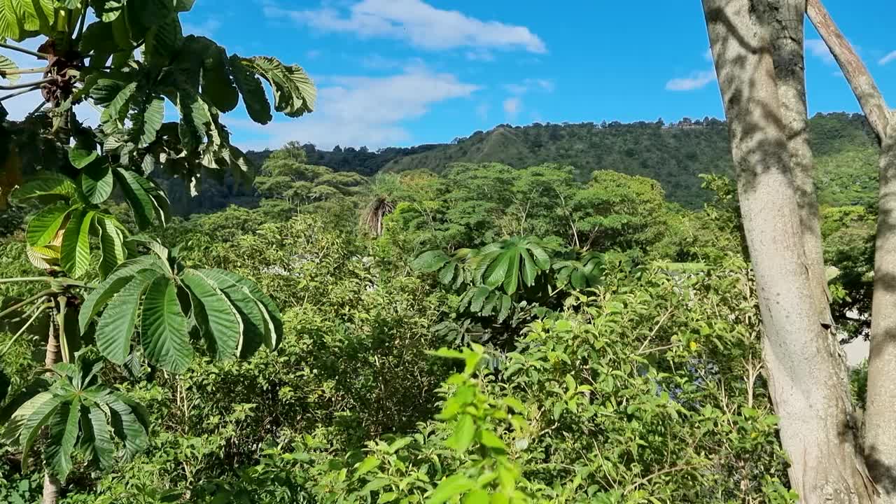 巴拿马，博凯特，热带丛林全景视频下载