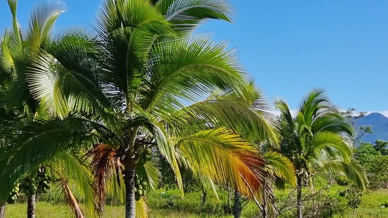 巴拿马，博克特，在阳光明媚的日子里，棕榈树在风中摇曳视频下载