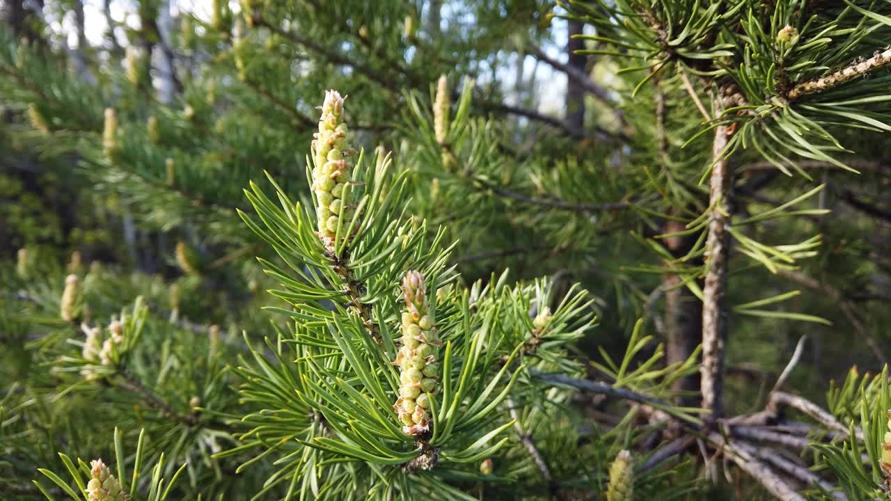 松树(Pinus sylvestris)树枝上的雄性花粉球果视频素材