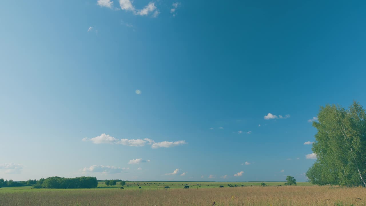 夏天绿草地上的黑色安格斯。蓝天上白云飘飘的天际线。视频素材