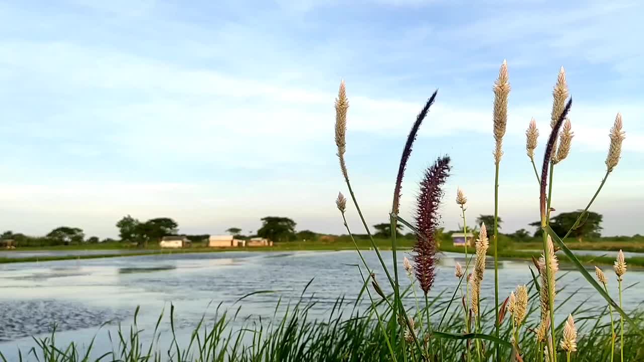 鲜嫩的绿草和鲜花生长在鱼塘旁边视频素材