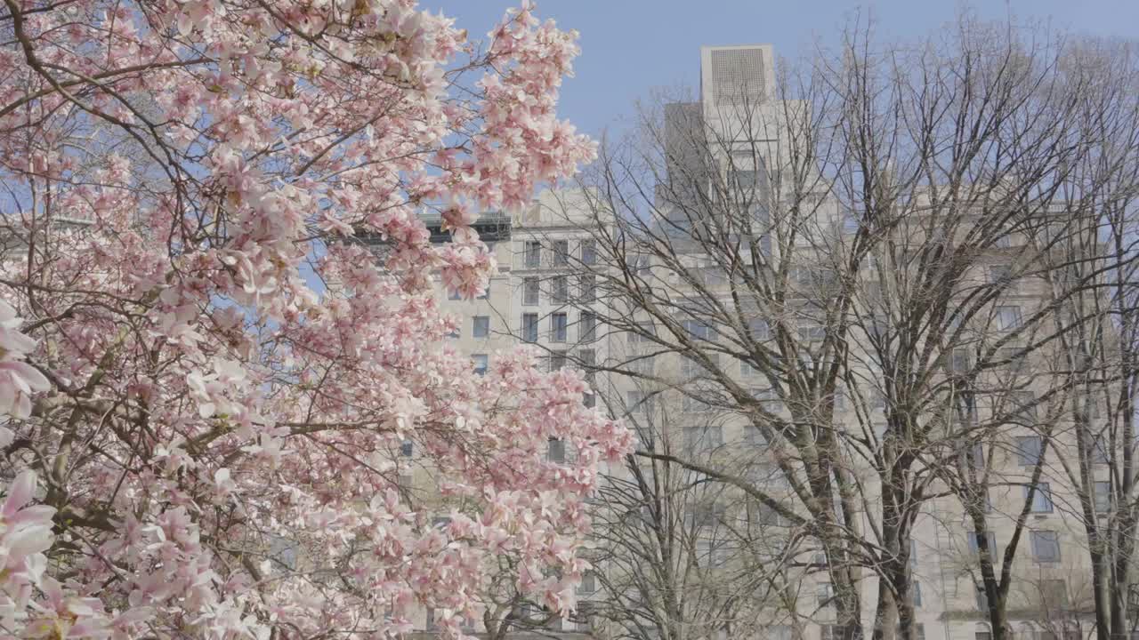 美丽的樱花以城市建筑为背景，捕捉自然与城市生活的宁静融合。视频素材