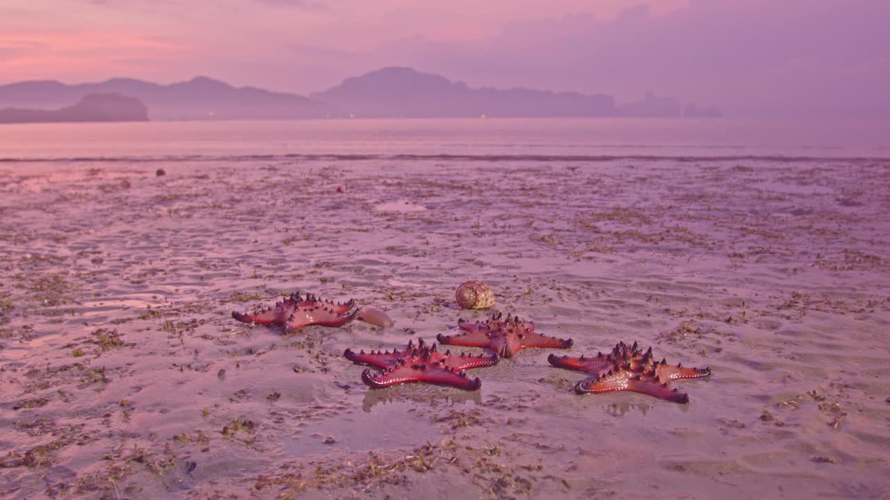 沙滩上有许多大的橙色海星视频素材