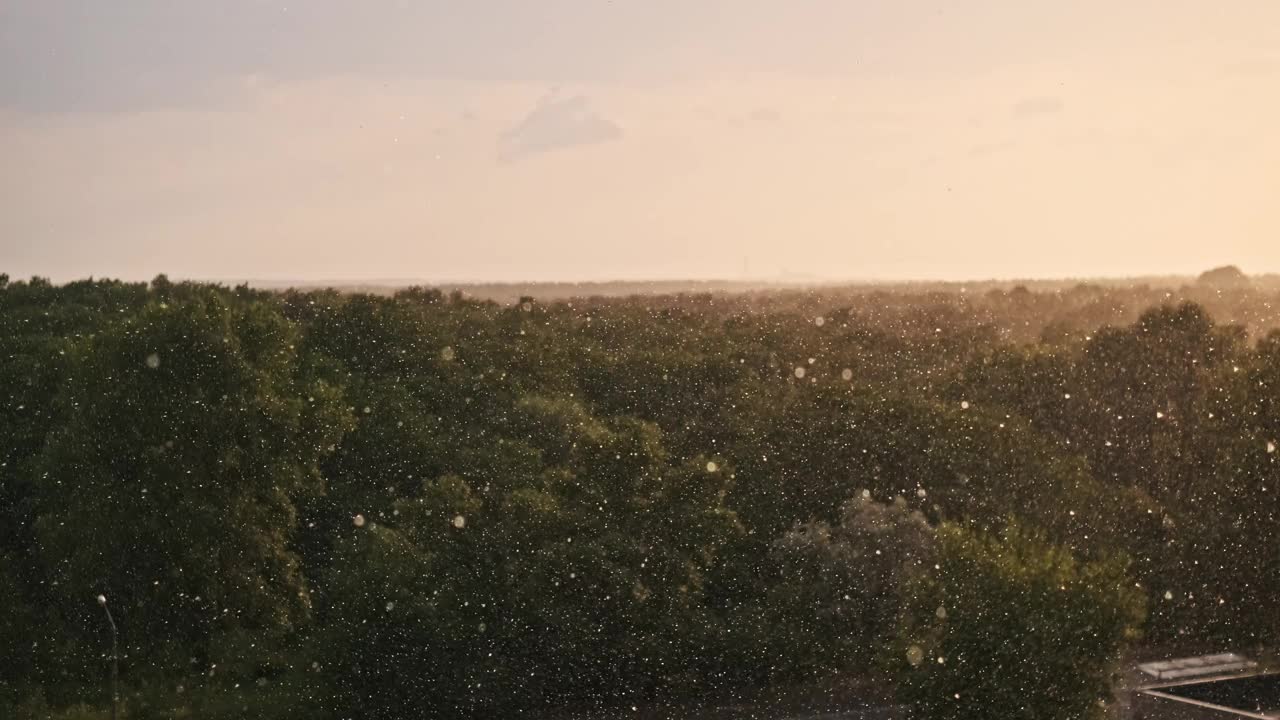 日落时，雨落在绿色的森林上视频下载
