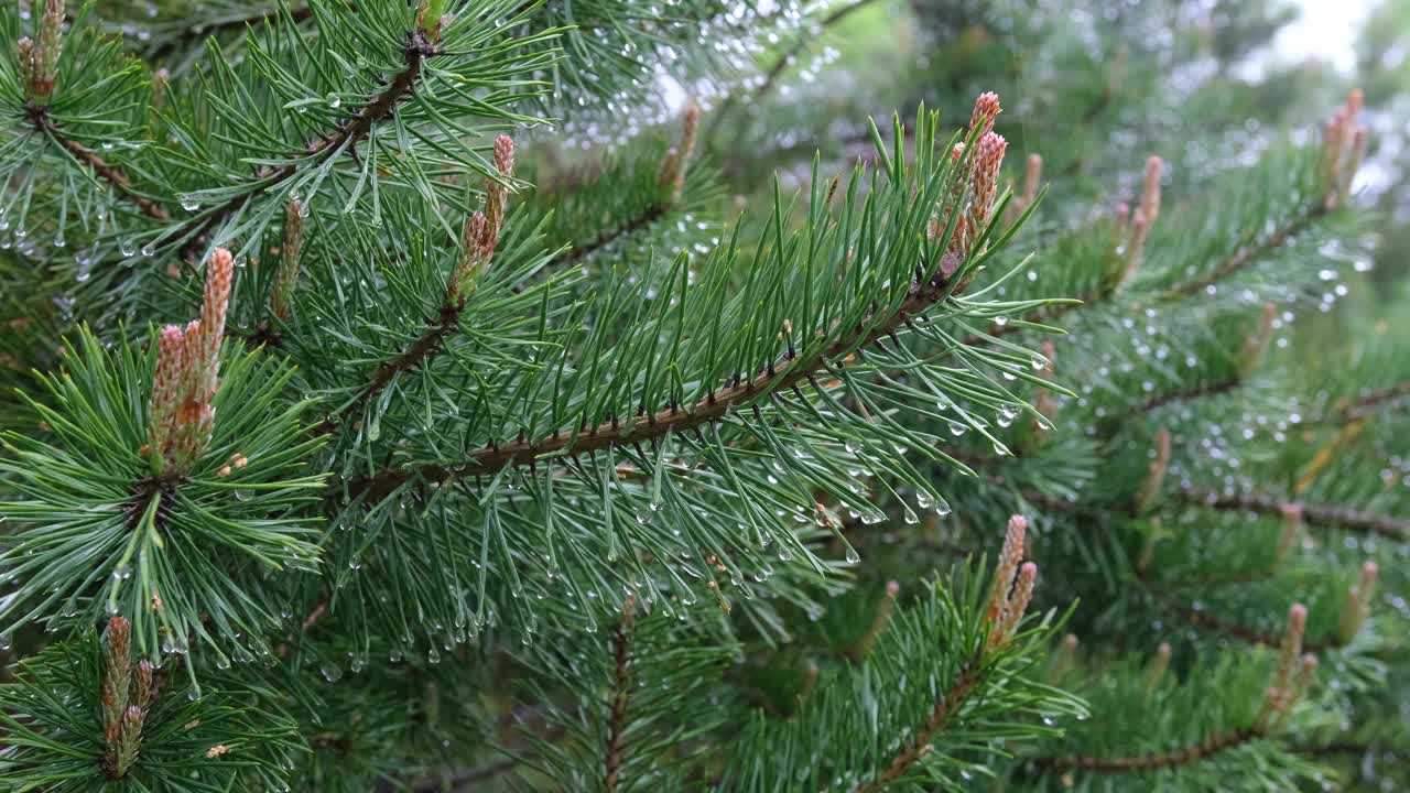 阴雨天，松枝上的雨滴特写。视频下载