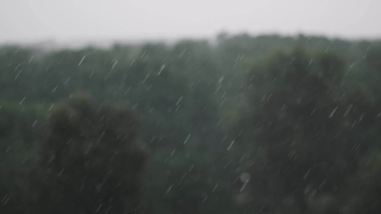雨在森林-慢动作视频下载