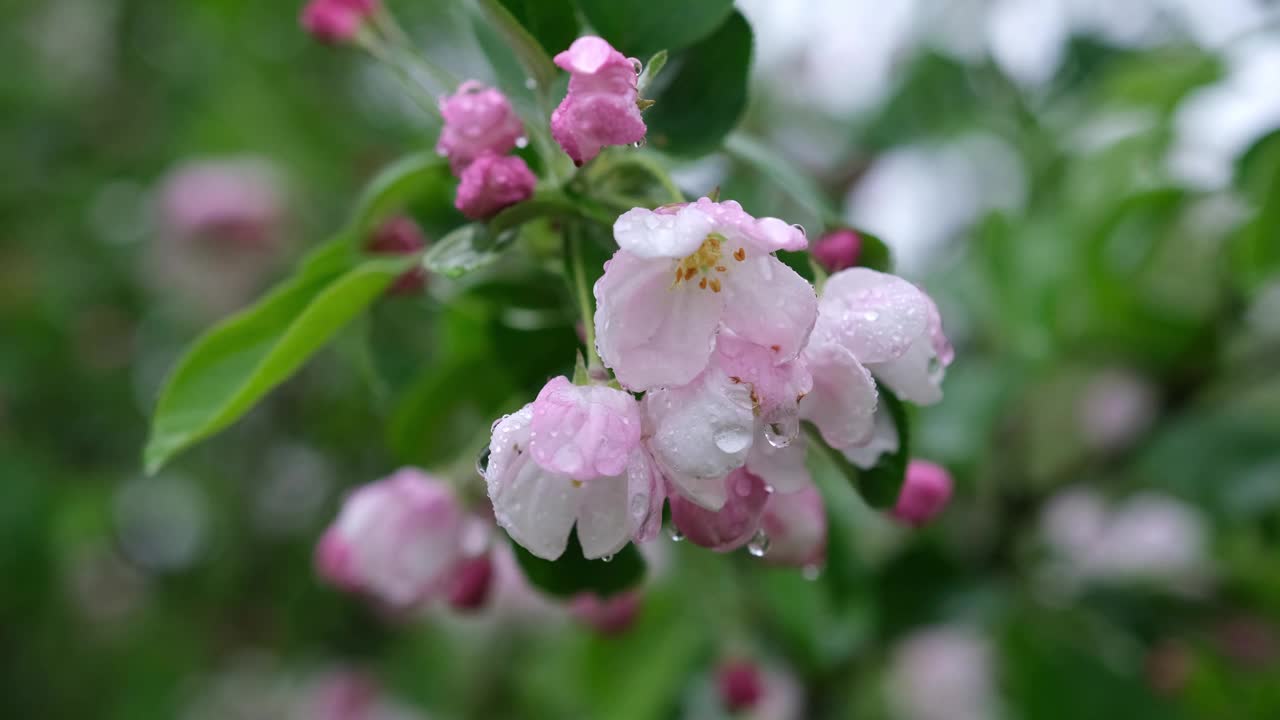 雨中盛开的天堂苹果枝。视频下载