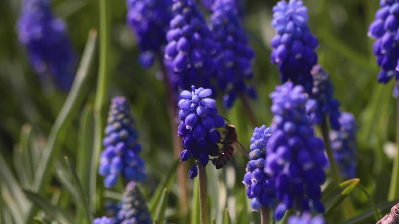 葡萄风信子和蜜蜂视频素材