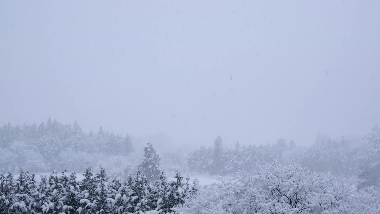 景观雪和森林树木，冬季图像，平移拍摄视频素材