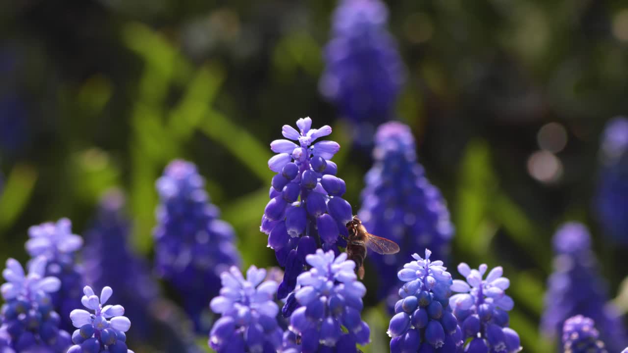 蜜蜂在葡萄风信子上视频下载