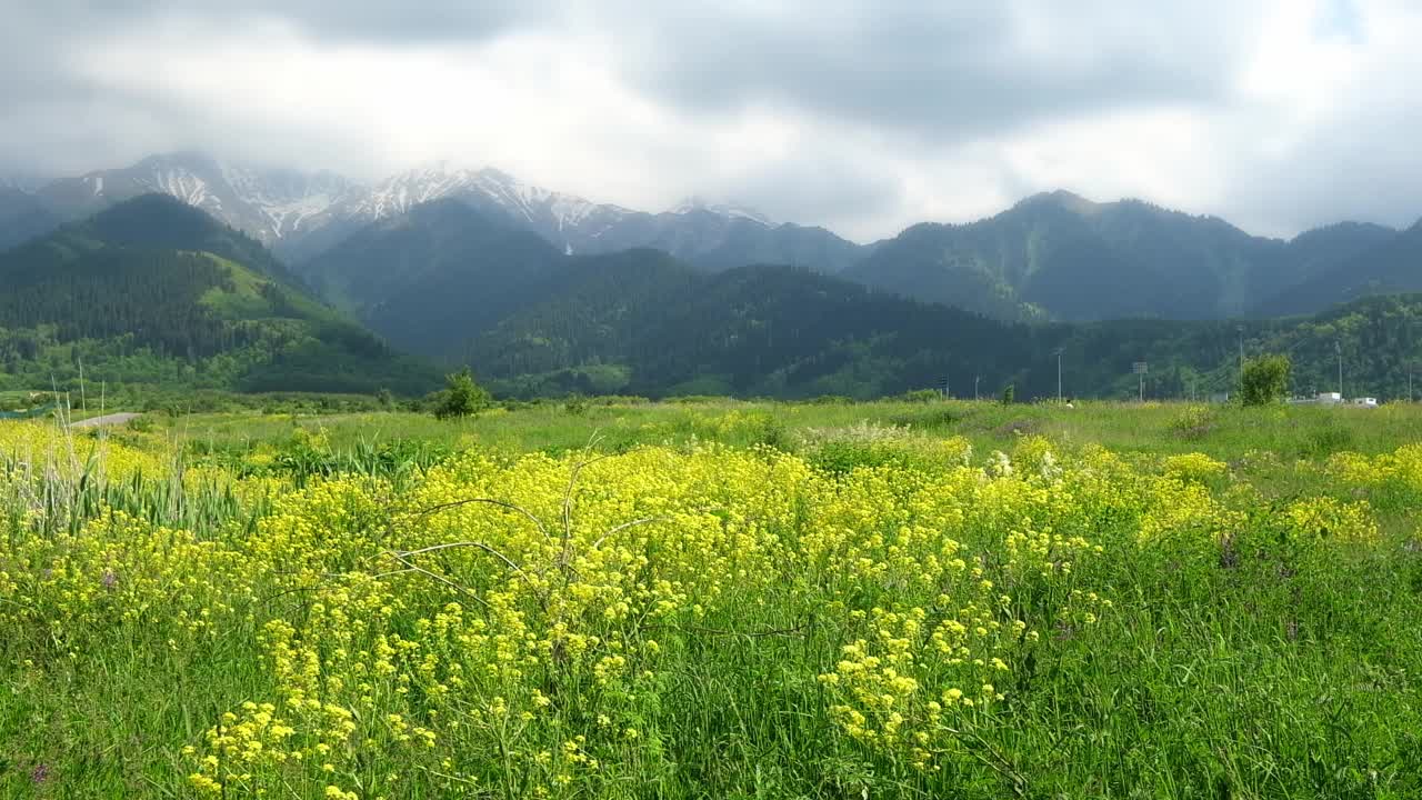 一大片新鲜的野生芥菜花，映衬着高山和夏日暴风雨的天空视频下载