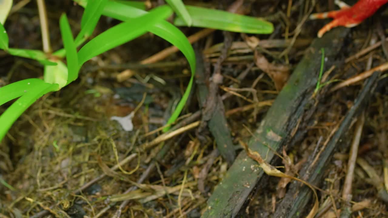 马达加斯加番茄蛙(Dyscophus antongilii)是马达加斯加番茄蛙科的一种。Dyscophus antongilii视频下载