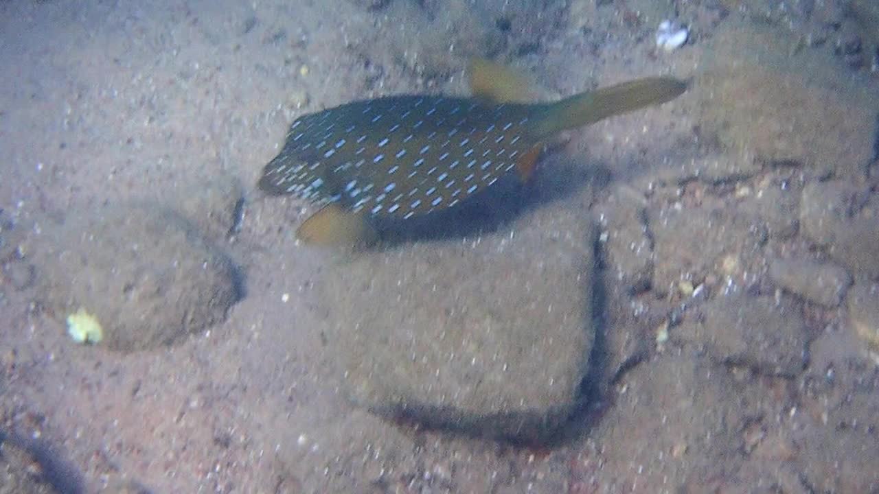 红海蓝斑立方干鱼视频下载