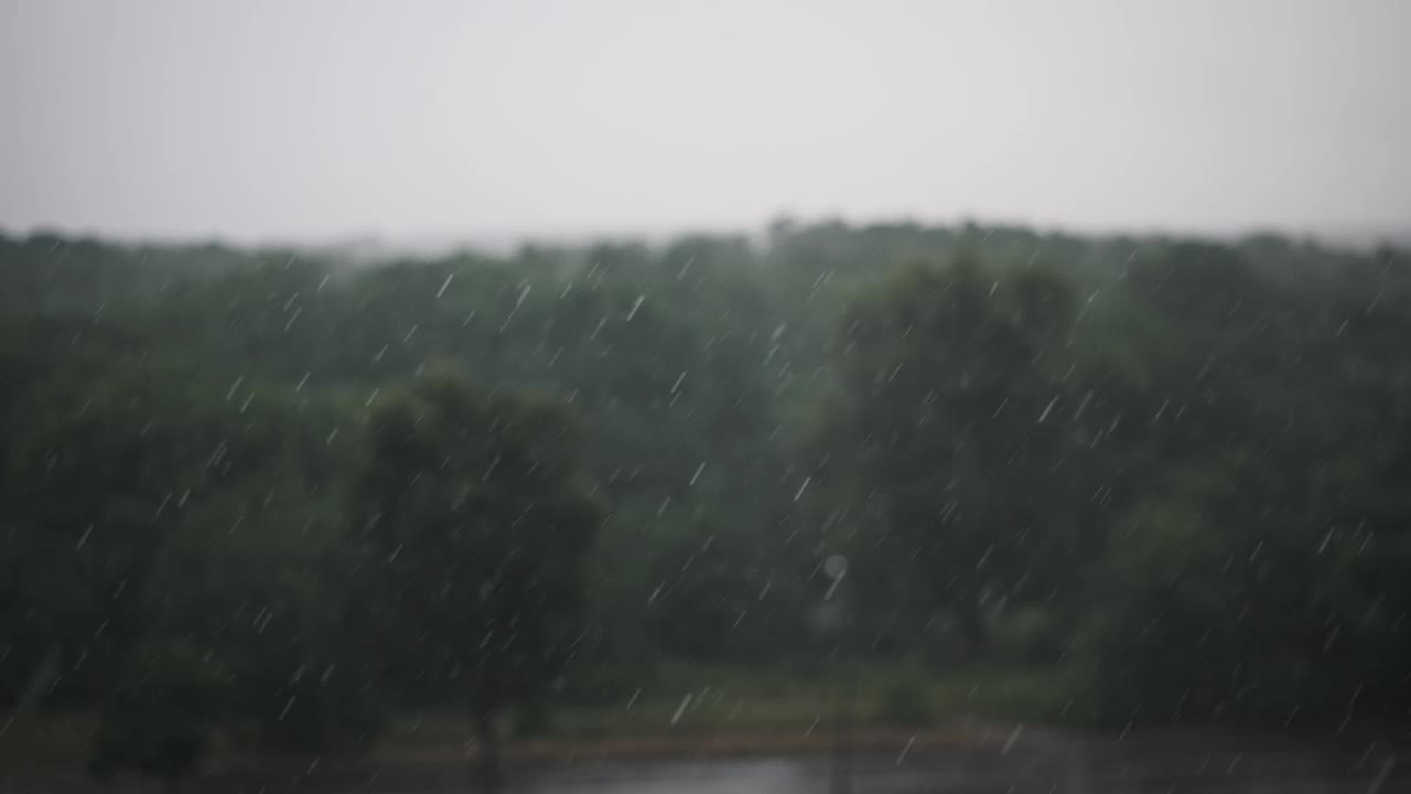 雨在森林-慢动作视频下载