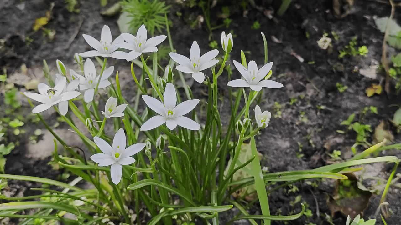 美丽的白色花伞形草百合视频素材